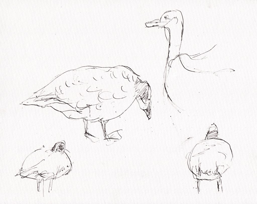 Geese, Dip Pen Drawing, 15x10"