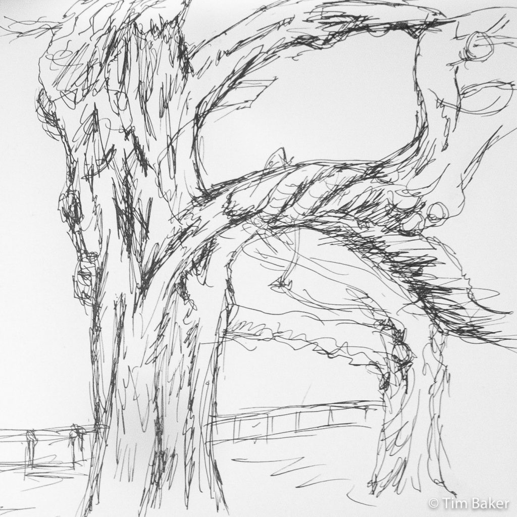 Uni Pin example in happier times - Tree study, Square sketchbook