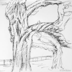 Uni Pin example in happier times - Tree study, Square sketchbook