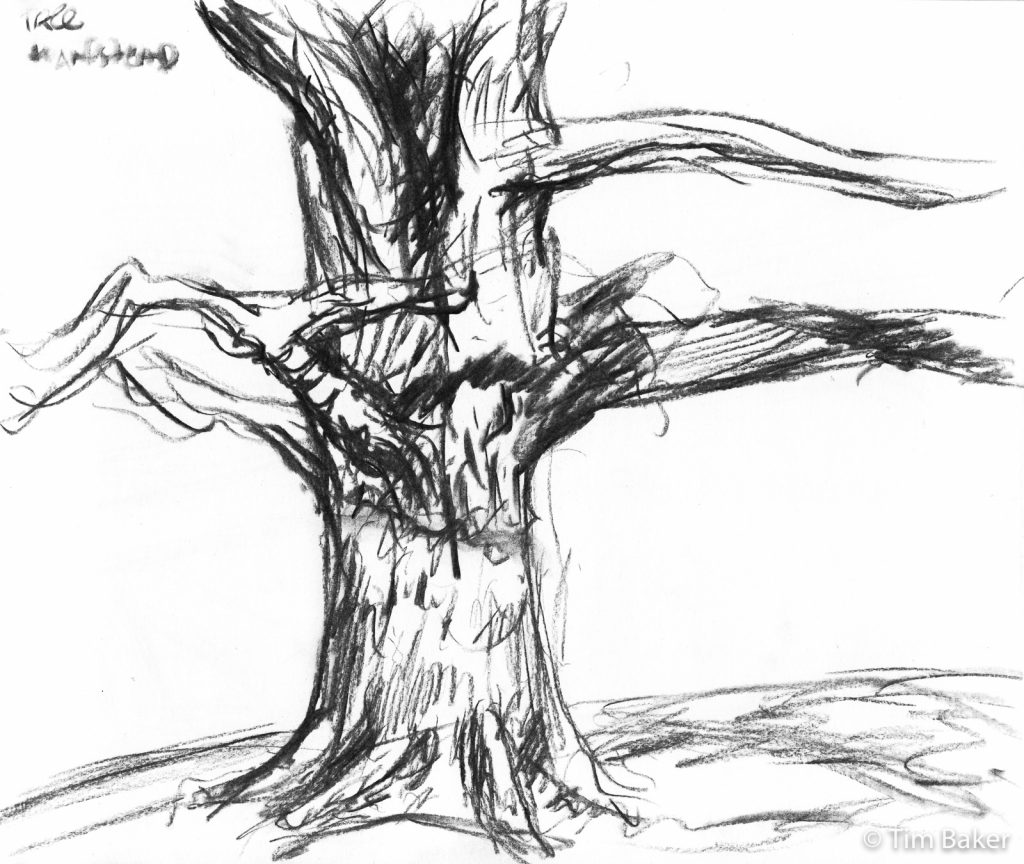 My favorite tree on Hampstead Heath, Charcoal A4, probably 2005.