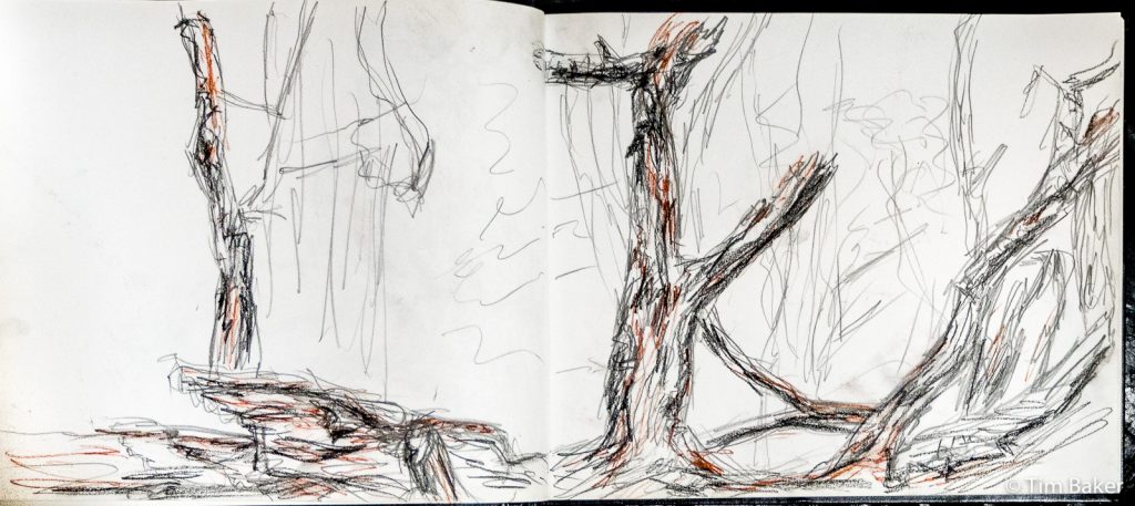 Nork Park, Graphite and conte pencil, A4 sketchbook