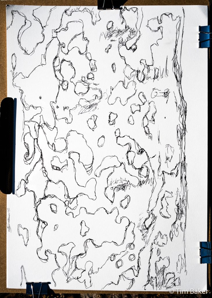 Tree Study - In progress drawing, Pigma pen, A3