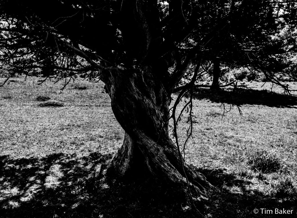 Tree on Barrie's Bank, bottom of Box Hill, Dorking, Surrey in black and white.