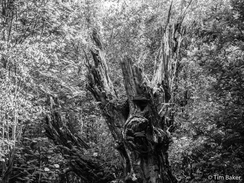Twisty tree, Box HIll, Dorking, Surrey, black and white