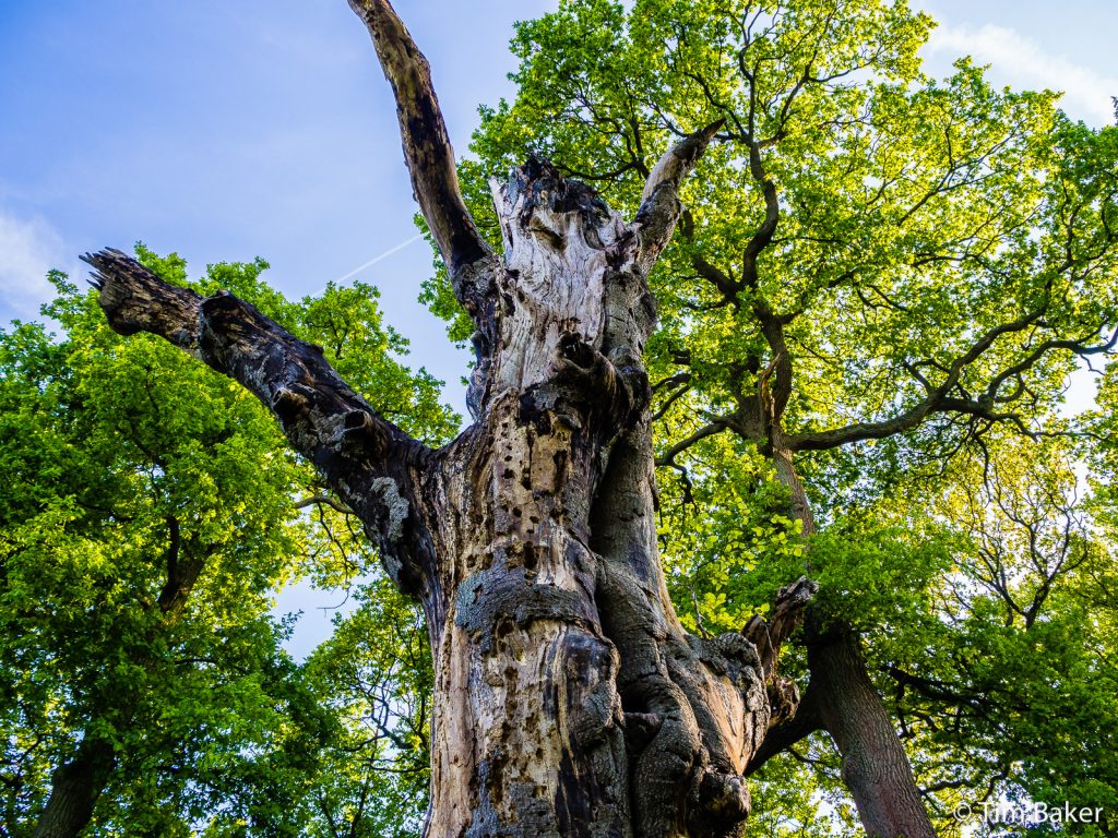 Tree, Box HIll, Dorking, Surrey.