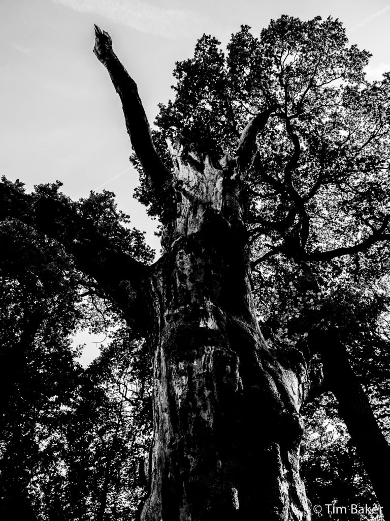 Tree, Box HIll, Dorking, Surrey, black and white.