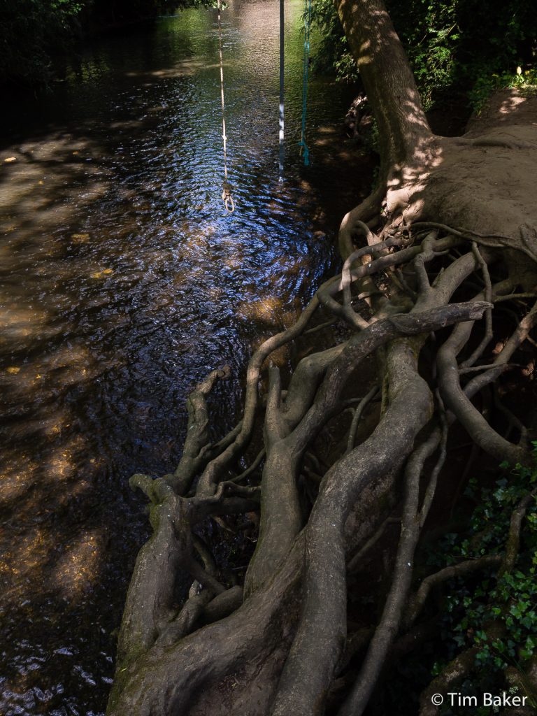 Roots, River Mole. Dorking