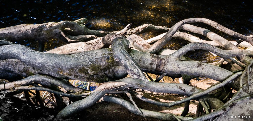 Roots, River Mole. Dorking