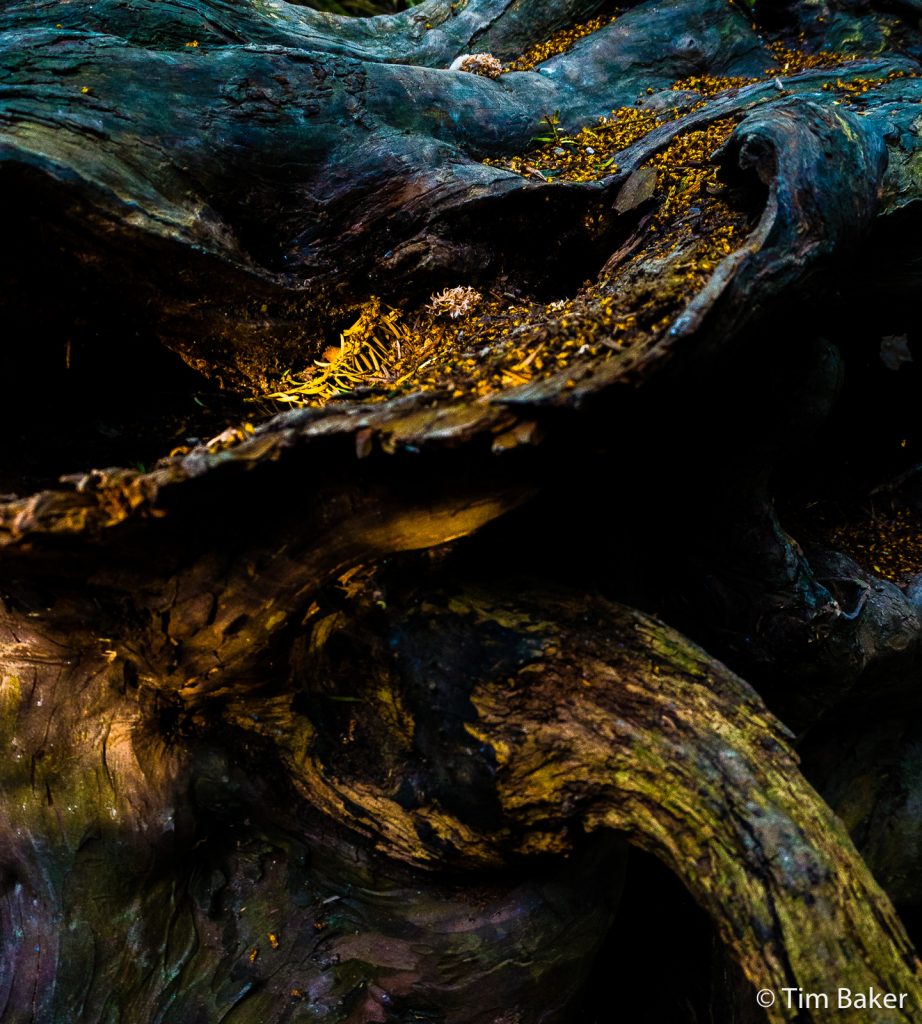 Moss on fallen tree  closeup, Box Hill, Dorking