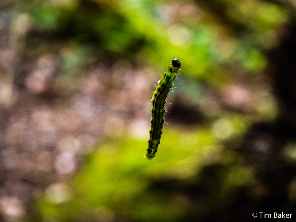 Spooky floating caterpillar, Norbury Park
