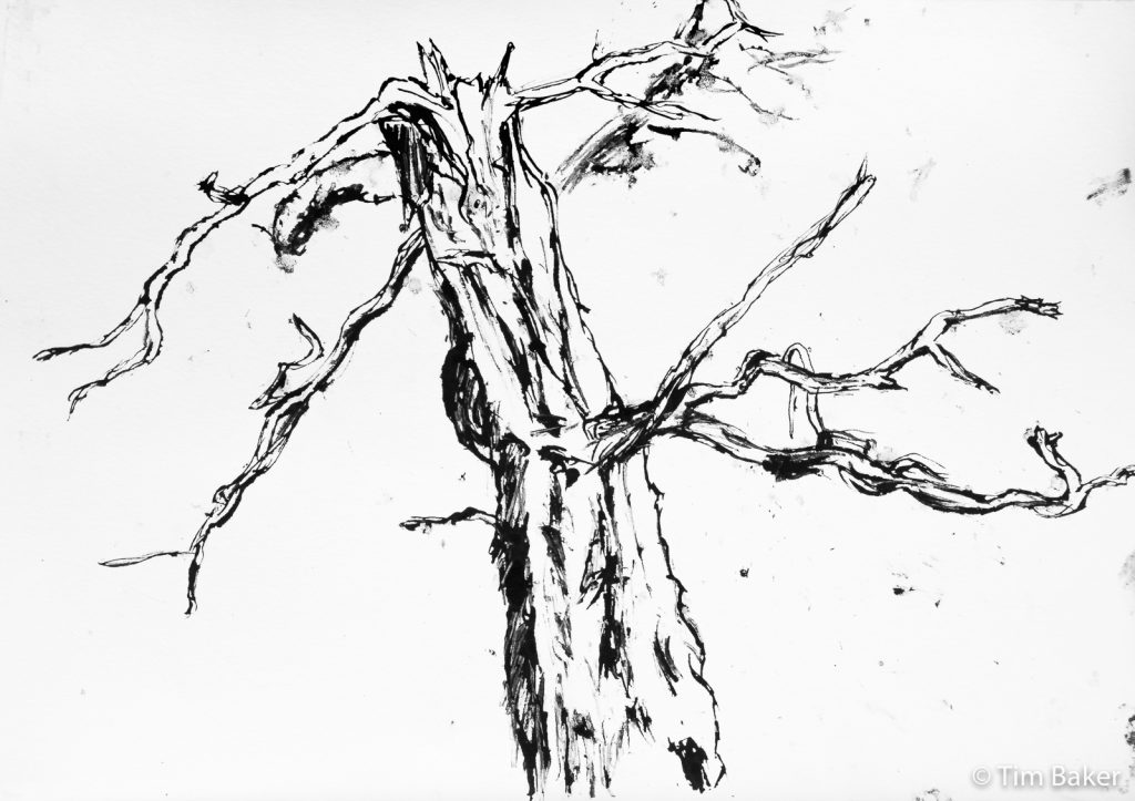 The Hollow Tree #2 (in progress), Quill and India Ink drawing on A3