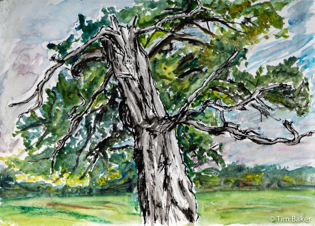 The Hollow Tree #2, Watercolour, Quill and India Ink drawing on A3