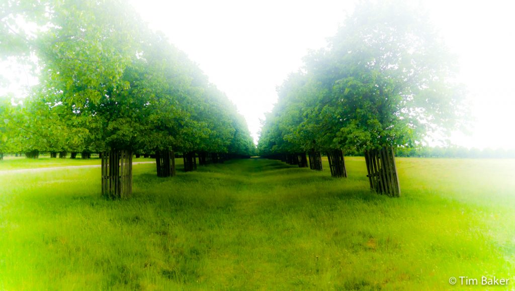 Trees, Home Park, Hampton Court