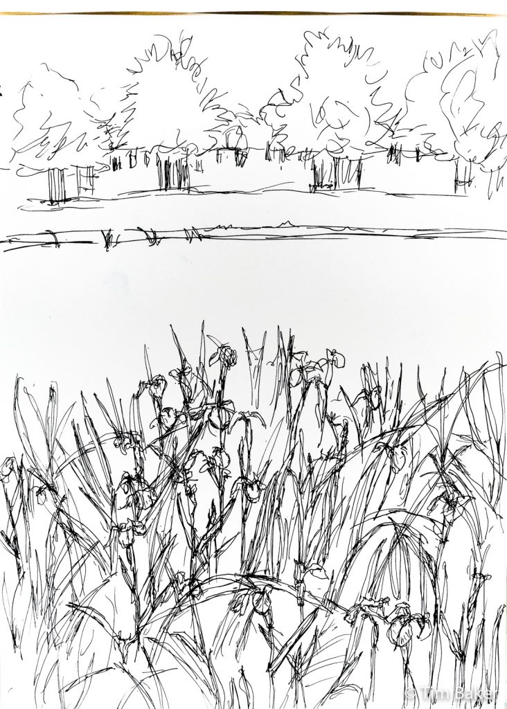 Irises, pigma pen drawing (in progress), A3