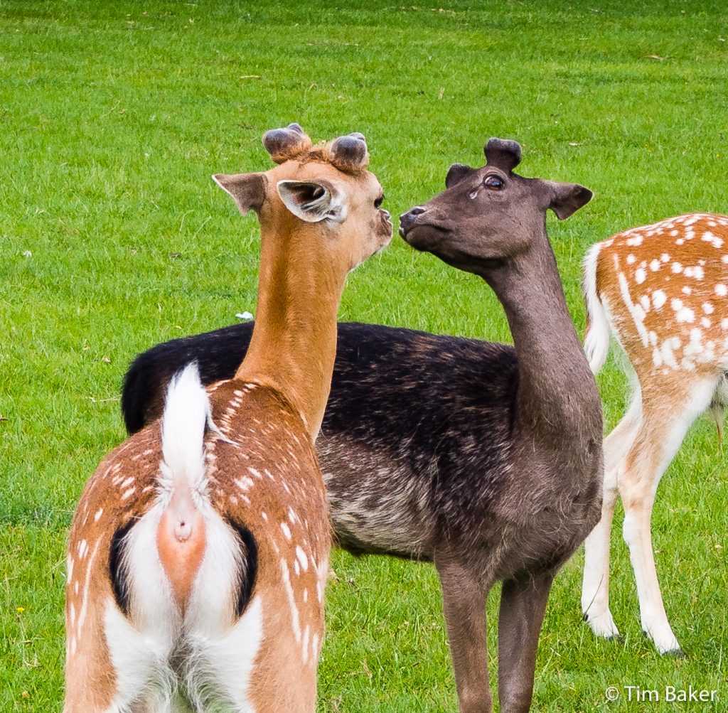 Deer, Home Park, Hampton Court