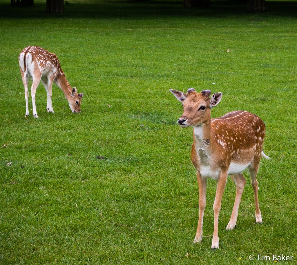 Deer, Bushy Park, Hampton Court