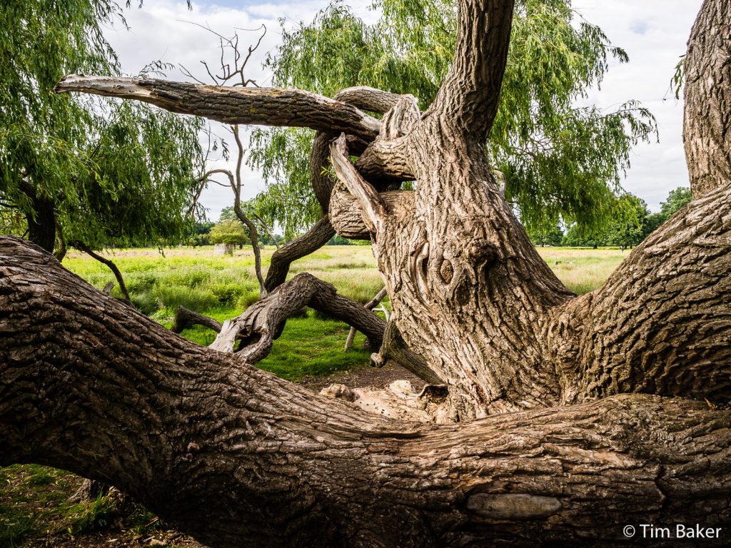 Fallen tree, Bushy Park nr Hampton Court