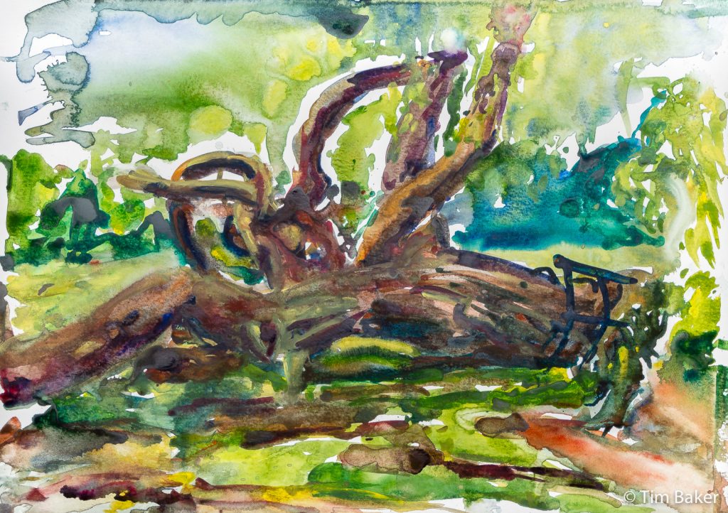 Zombie Tree, Home Park, Watercolour (in progress) A3