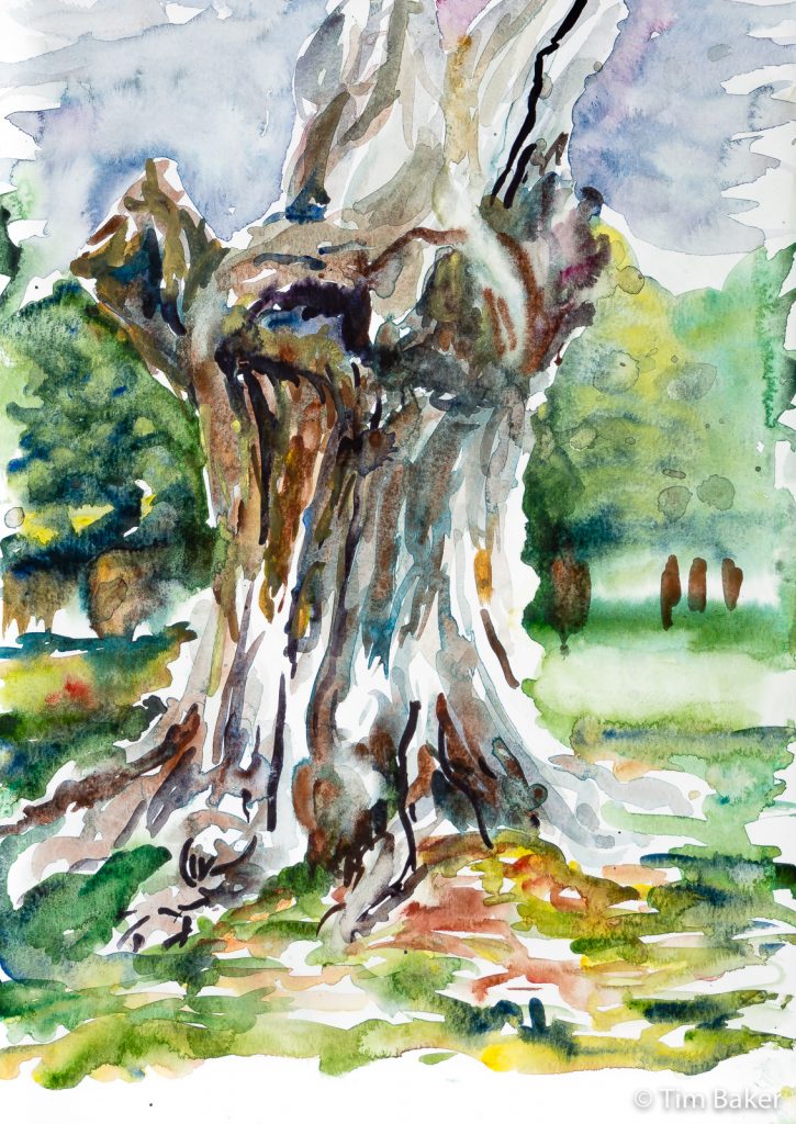 Dead Tree, Home Park, Watercolour, A3