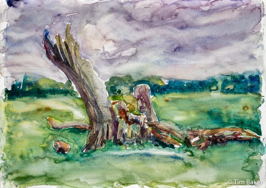 Bushy Park Dead Tree #2 (in progress), Watercolour on A3 paper.