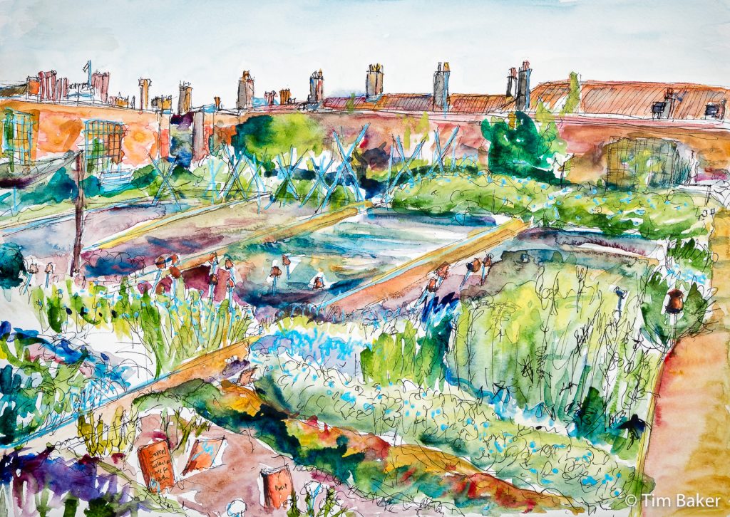 The Kitchen Garden, Hampton Court (in progress), Watercolour with Pigma pen drawing and masking fluid, A3