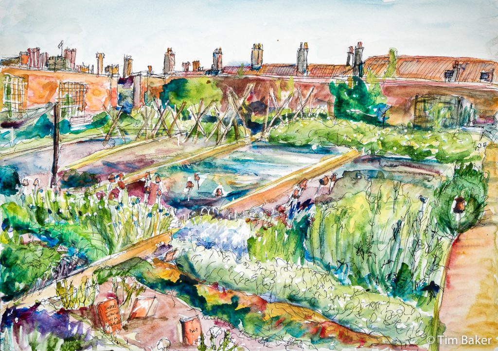 The Kitchen Garden, Hampton Court (final), Watercolour with Pigma pen drawing, A3
