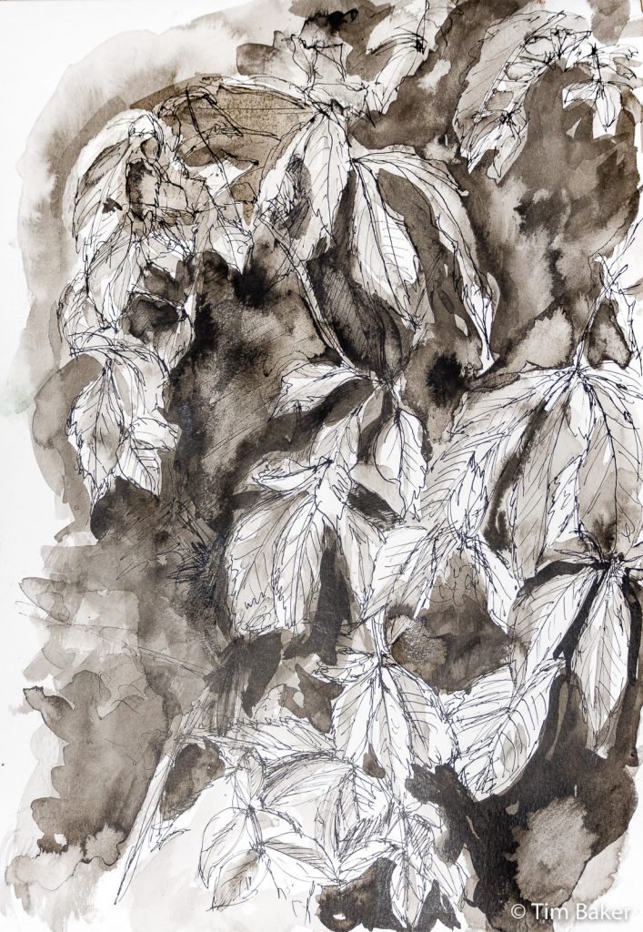 'Autumn Leaves', Inktober 14 - Overgrown (in progress drawing only), India Ink and dip pen on A3 watercolour paper.