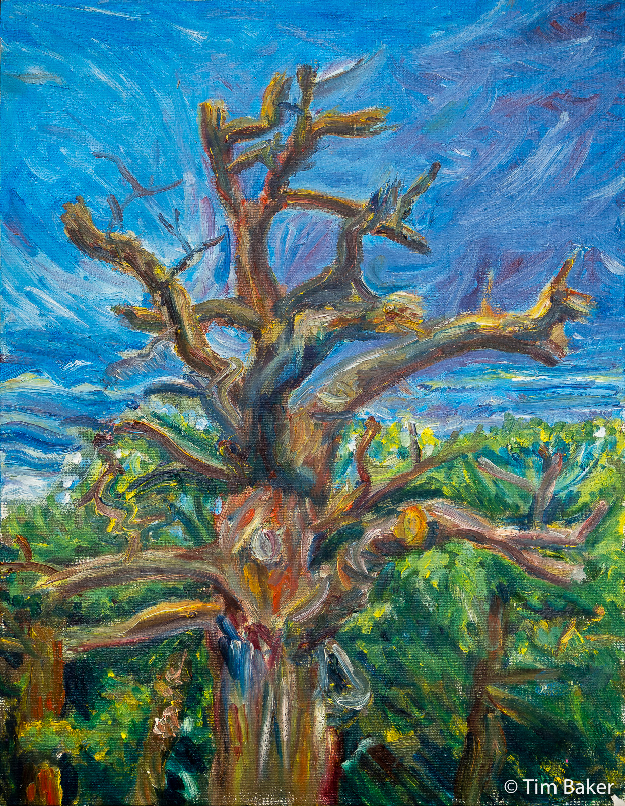 Richmond Park, Tree (top lit view), oils, 18"x14" / 35x45cm