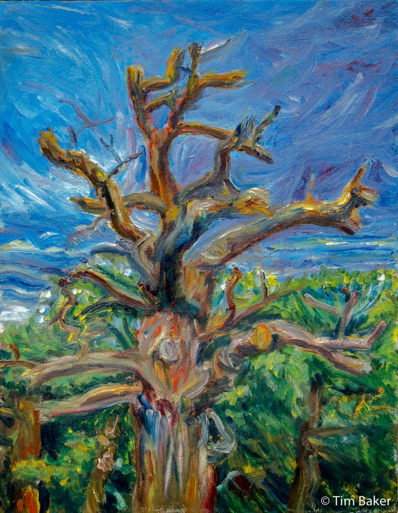 Richmond Park, Tree, oils, 18"x14" / 35x45cm