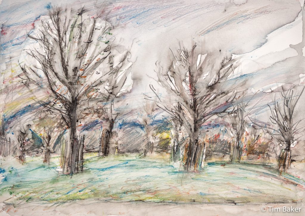 Bare Trees, Home Park. Stabilo All Pencil and Brush, A3.