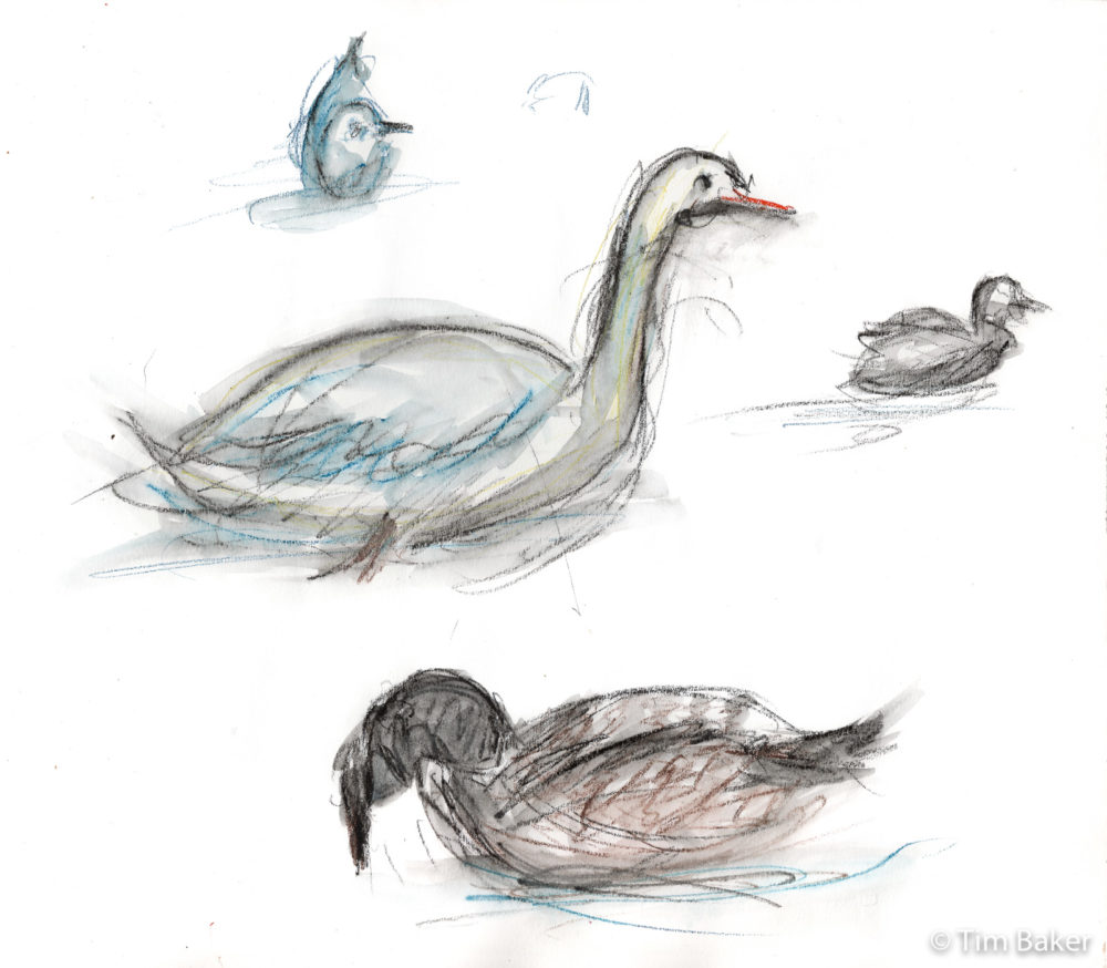 Bird Studies #2, Stabilo All and waterbrush pen, A4 sketchbook.