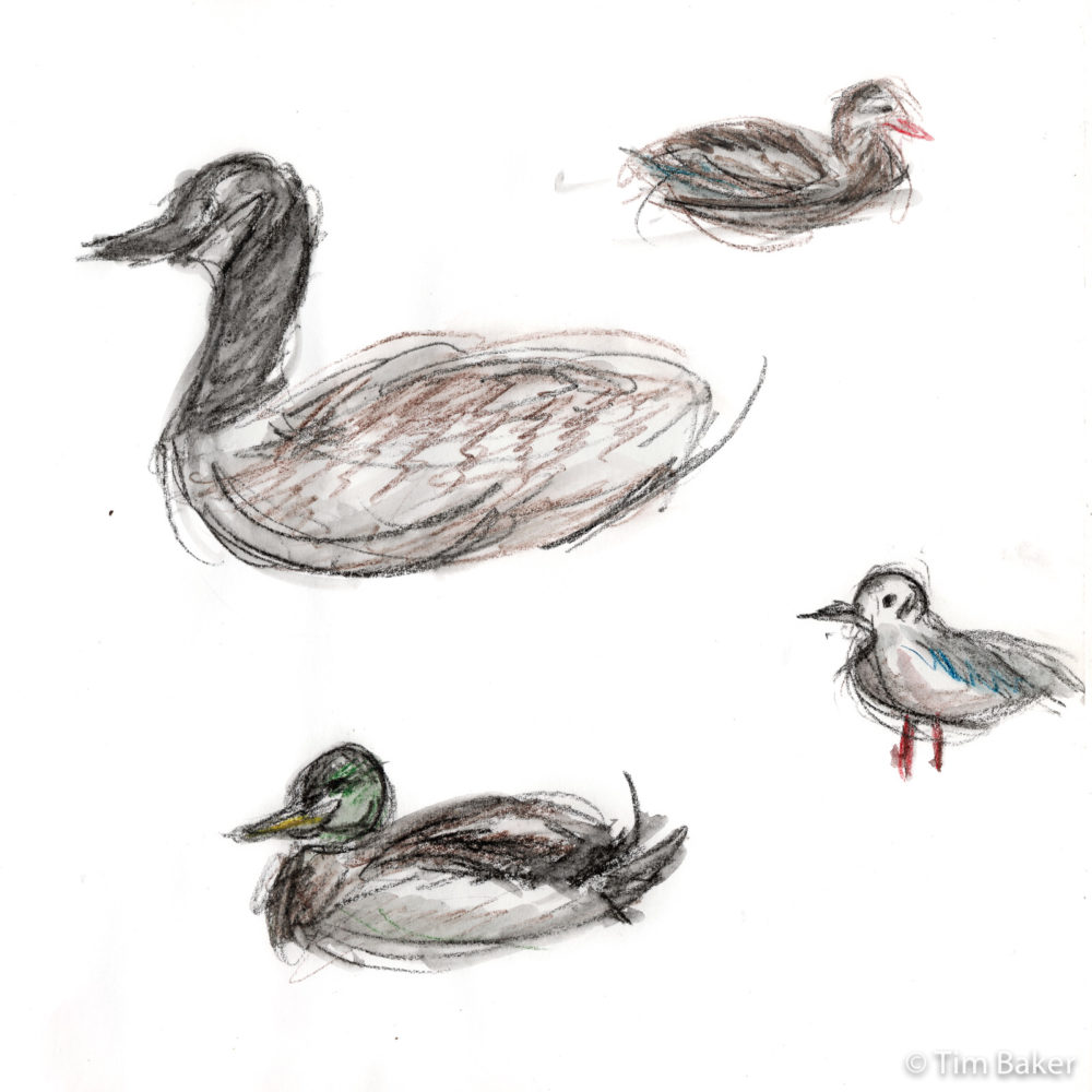 Bird Studies #4, Stabilo All and waterbrush pen, A4 sketchbook.