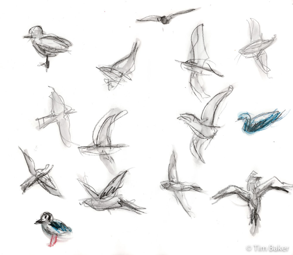 Bird Studies #3 - Seagulls (flying studies), Stabilo All and waterbrush pen, A4 sketchbook.