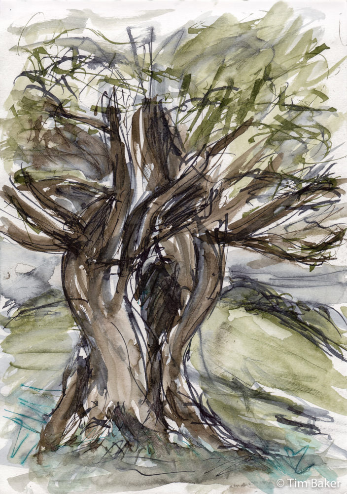 Tree, Barrie's Bank (10-15 min drawing), Parallel Pens and Sketchink and wash. A4 sketchbook