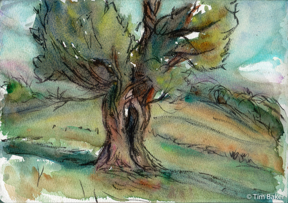 Tree, Barrie's Bank/Burford Spur, Box Hill, Watercolour and Kuretake Brush pen, A4 etchr pad.