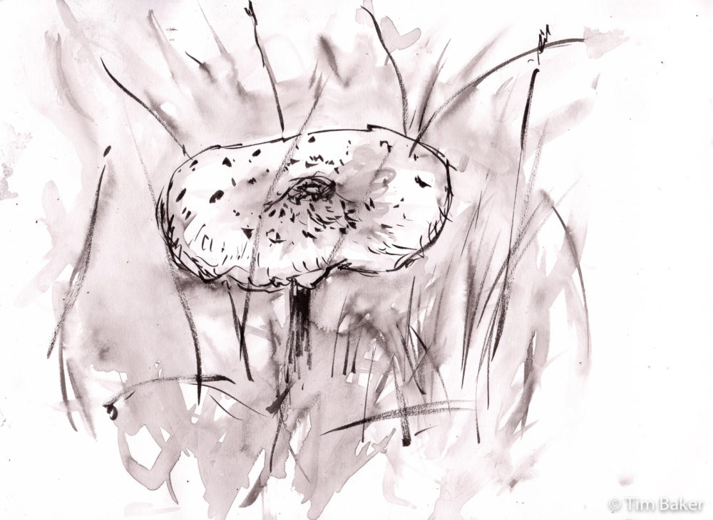 Mushroom 1, Mynktober Inktober 19, Kuretake brush pen and waterbrush, A4 sketchbook.