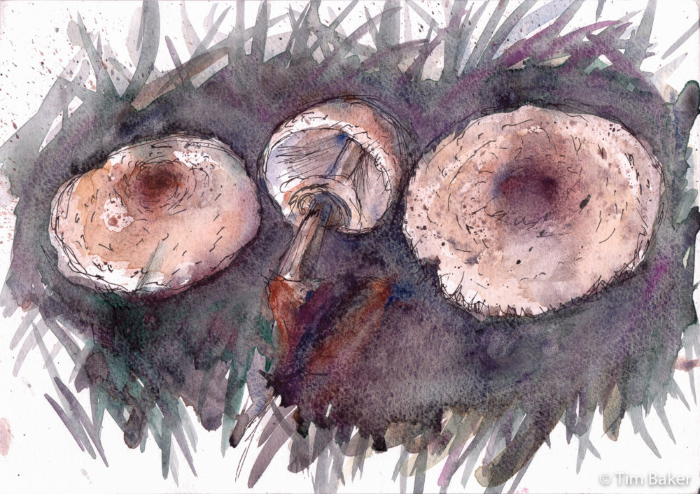 Mushroom 2, Mynktober Inktober 19, brass fountain pen and watercolour , A4 Daler sheet.
