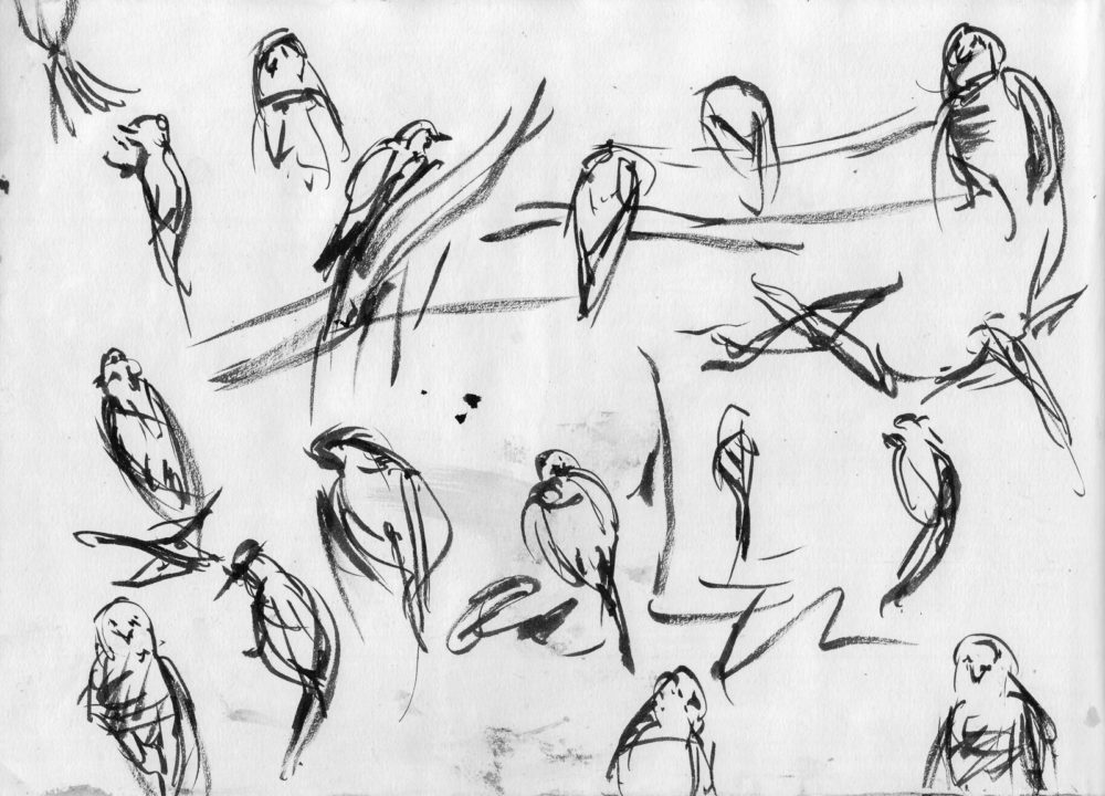 Parakeet studies, Kuretake Brush Pen, A4 sketchbook parklife richmond park