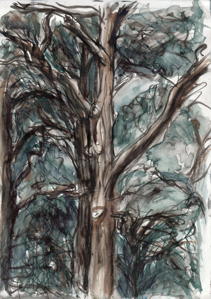The Parakeet Tree, Richmond Park Kuretake Brush Pen, Parallel Pens and wash, A4 sketchbook parklife richmond park
