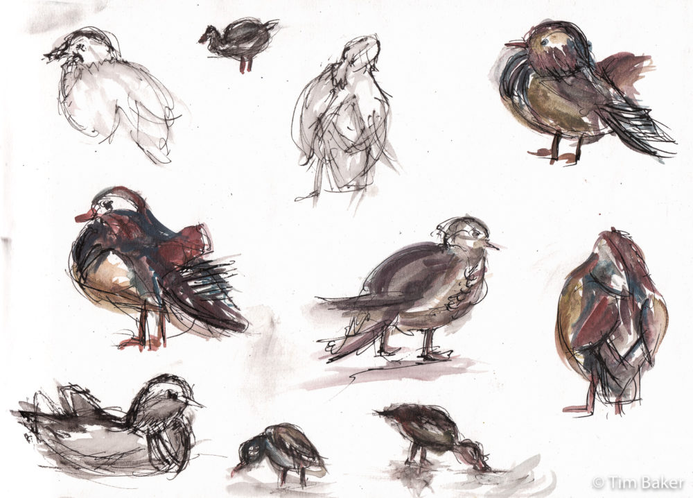 Bird Studies 2, Fountain Pen and Graphitint wash, A4 Artway Eco sketchbook