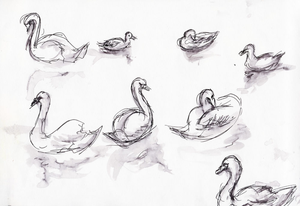 Swan Studies 1, Fountain Pen and wash, A4 Artway Eco sketchbook
