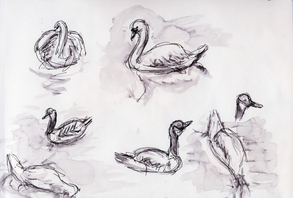Swan and Geese Studies 1, Fountain Pen and wash, A4 Artway Eco sketchbook