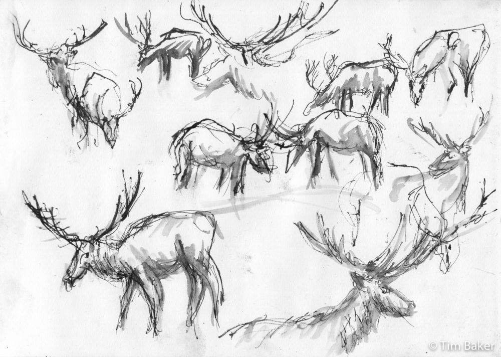 Deer Studies 1, Bushy Park, Fountain Pen and wash/brush, A4 sketchbook