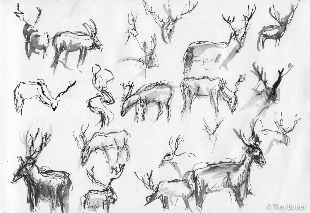 Deer Studies 2, Bushy Park, Fountain Pen and wash/brush, A4 sketchbook
