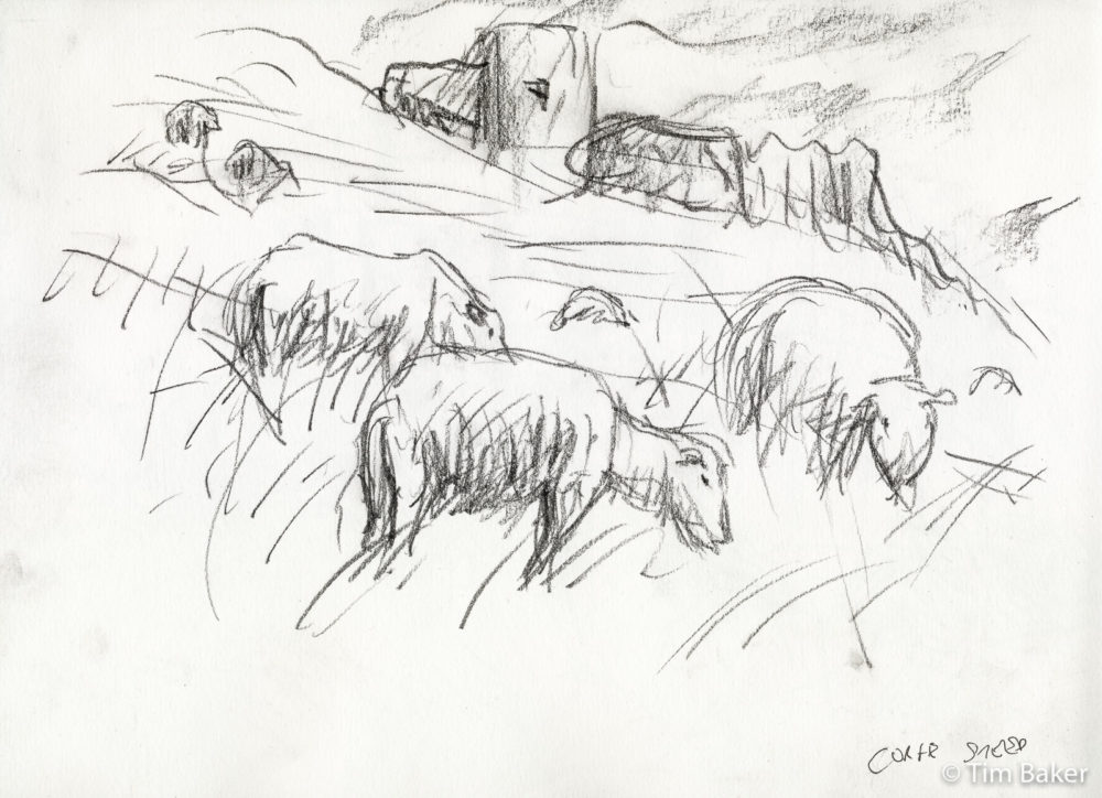 Tumble Sheep, Woodless charcoal, A4 sketchbook. Corfe Castle, Dorset.