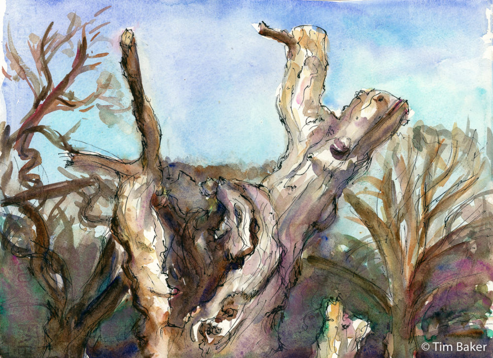 Dead Tree, Richmond Park, Watercolour and Fountain Pen, Fabriano Artistico Paper, 28x38cm.