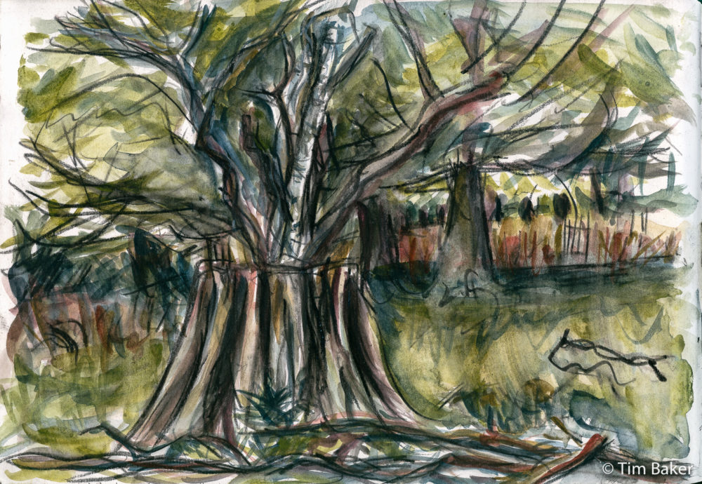 Tree Stump Volcano (Dead Tree Series, Richmond Park), Derwent Graphitint and Graphitone pencil and wash, A4 sketchbook.