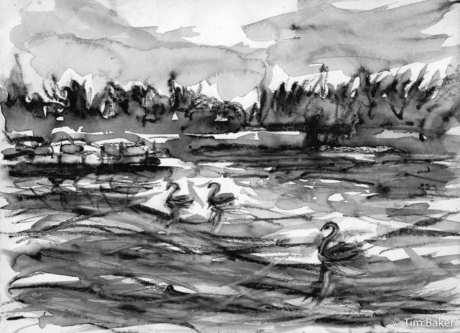Aggregate more than 146 black swan sketch